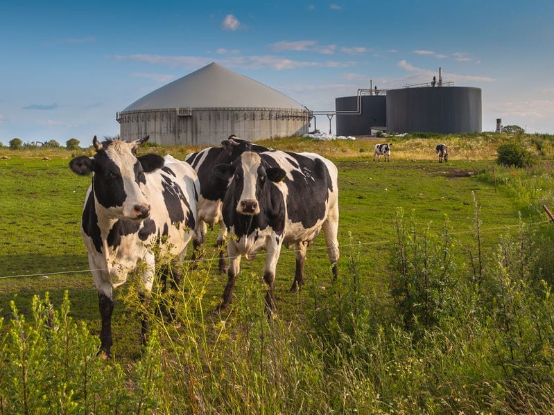 Biogas & RNG
